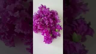 Lagerstroemia speciosa  flowers  gardening  nature [upl. by Aninay605]