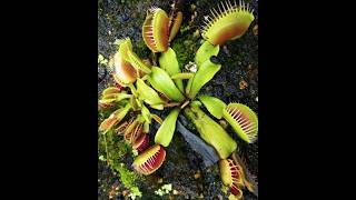 Deadly Plants Beware of the Manchineel and the Carnivorous Venus Flytrap epic facts nature [upl. by Grubb811]