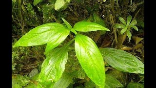 Serpentina Leaves Miracle Health Benefits You Probably Didn’t Know [upl. by Alamat]