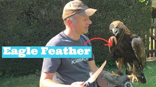 Why Do EAGLES Moult Their FEATHERS Golden Eagle [upl. by Nylatsyrc322]