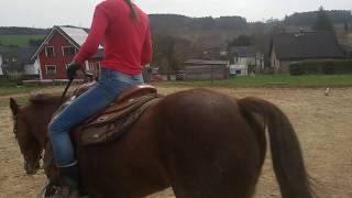 Trailtraining Larissa übt mit Queenie Galoppstangen  Pferd Westernreiten reiten [upl. by Elocan]