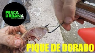 Pique de dorado pesca con linea de mano y boya fishing dourado [upl. by Josy]