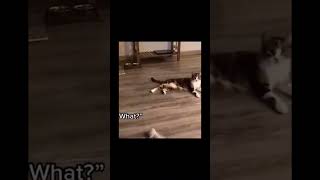 CATS CAN TALK 😱🐈⁉ Funny Cute Cats  shorts [upl. by Ennovihc]