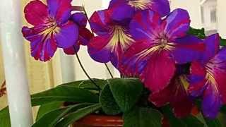 Streptocarpus Стрептокарпус [upl. by Botnick383]