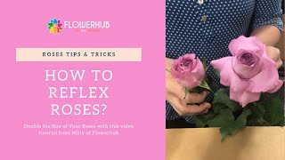 How to Reflex Roses Perfectly [upl. by Eiznek]