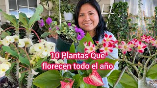 10 Plantas que florecen todo el año para interior y exterior [upl. by Aissert]