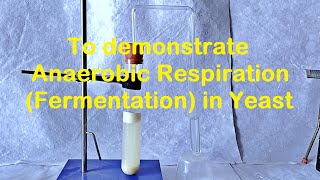 Fermentation in Yeast Experiment [upl. by Sucramal595]