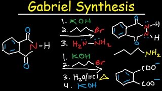 Gabriel Synthesis Reaction Mechanism  Alkyl Halide to Primary Amine [upl. by Nnylimaj]