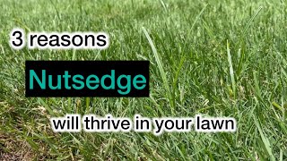 Three reasons nutsedge will thrive in your lawn [upl. by Frolick]