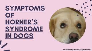 Symptoms Of Horner’s Syndrome In Dogs [upl. by Atiseret617]