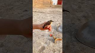 Trap Laga Kar Chirya Pakri li 😮 trap chidya minizoo parrot petvlog birds petlovers shorts [upl. by Cruickshank]