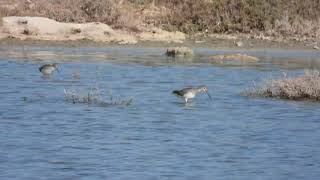 Spotted Redshank Totano moro Tringa erythropus Common Redshank Pettegola Tringa totanus [upl. by Enyak]