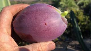 The Peruvian Apple Cereus peruvianus [upl. by Samuella]