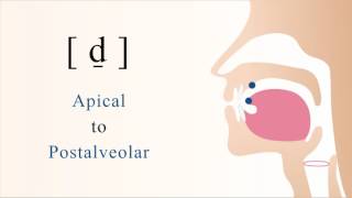 d̠  voiced unaspirated apical postalveolar stop [upl. by Garek]