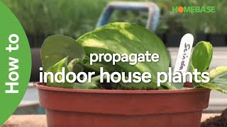 How To Propagate Indoor House Plants  Indoor Plants  Homebase [upl. by Nirda370]