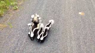 Cyclist Meets Family of Skunks [upl. by Cyb]