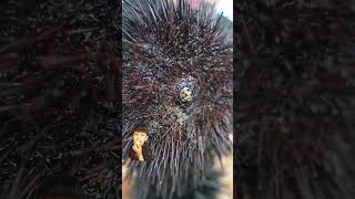 Yakhi Eating live Sea urchin shorts viral youtubeshorts [upl. by Aciretehs589]