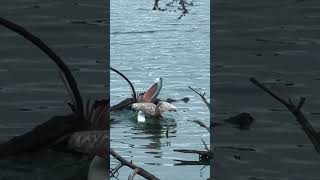 PELICANS KUKKRALLI LAKE mysore lake fish fishing pelicans [upl. by Funk]