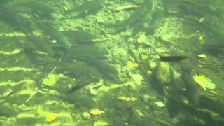 Fish in Satsop River [upl. by Lienahs]