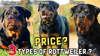 3 Types Of Rottweiler And Their Price  German Rottweiler  Roman Rottweiler  American Rottweiler [upl. by Alleuol694]