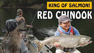 This River has a MASSIVE Return of Chinook Salmon  Fishing with Rod salmonfishing fishing salmon [upl. by Devlen]