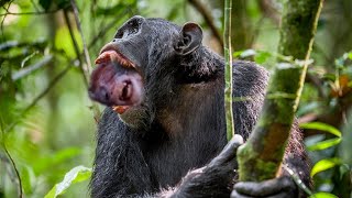 Impressionante a brutalidade do chimpanzé quando sai para caçar [upl. by Stock]