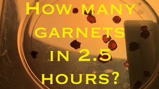 How many garnets can I find in 25 hours on Garnet Bar South Platte River prospecting gold garnet [upl. by Abbotsun]