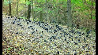 Grackles everywhere  Sept 2024 SW Pa [upl. by Holmen]