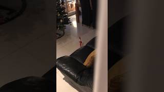 Elf on the Shelf caught moving 😳 elfontheshelf [upl. by Ymrej908]