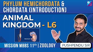 Phylum Hemichordata and Chordata  Animal Kingdom Class 11 Biology Concept L6  NEET 2024 Exam [upl. by Manchester]