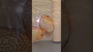 King of All Aquarium Fish Discus  Breeding Process amazing to watch [upl. by Anirbak]