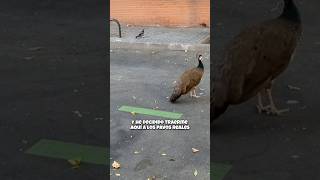 Pavos reales en medio de Madrid 🦚 [upl. by Mariele]