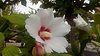 Hibiscus syriacus [upl. by Auohc]