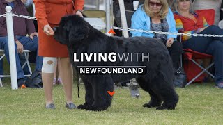 LIVING WITH NEWFOUNDLAND DOGS [upl. by Westberg]