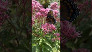 Ruby Joe Pye Weed for Small Space Gardens pollinatorgarden [upl. by Iolande]