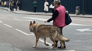 VERY WELL TRAINED WOLF PROTECTING OWNER IN PARIS [upl. by Helve]