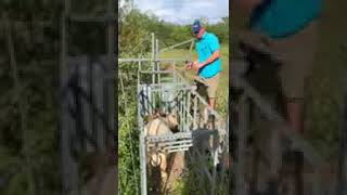 Homemade Goat Working ChuteWorking Goats [upl. by Eelrak]