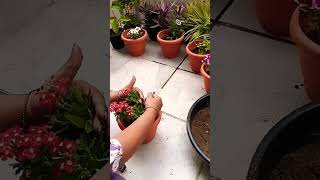 Repotting shortsviral houseplantslover youtubeshorts [upl. by Arras]