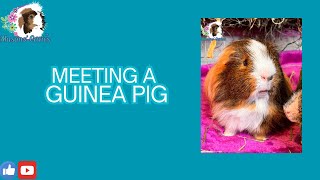 Guinea pig of the day [upl. by Rebeca834]