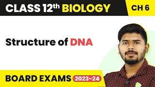 Structure of DNA  Molecular Basis of Inheritance  Class 12 Biology 202223 [upl. by Okia]