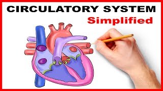 Circulatory System Physiology Heart Simplified [upl. by Korb703]