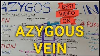 AZYGOS VEINThorax Anatomy  Medseed MBBS [upl. by Araeic]