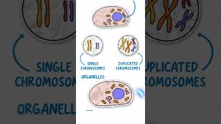 GCSE Biology  Mitosis amp The Cell Cycle in 60 Seconds [upl. by Nedyarb104]