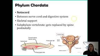 Phylum Chordata [upl. by Drahsar]