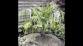 Planting A Rare Hybrid Palm In A Tropical UK Garden [upl. by Aneladgam]