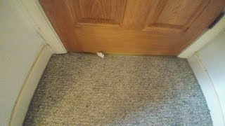 Kitty is pawing under my room door [upl. by Ecinahc]