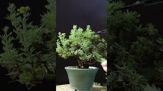 Summer Pruning Potentilla bonsai [upl. by Adnilra]