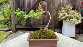 Potting A Hinoki False Cypress Bonsai Chamaecyparis Obtusa Filicoldes November 2022 [upl. by Vail]