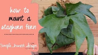 How to plant a staghorn fern  SimpleHonestDesign [upl. by Eletnahs690]