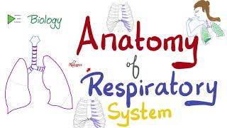 Anatomy and Physiology of Respiratory System [upl. by Kopans]